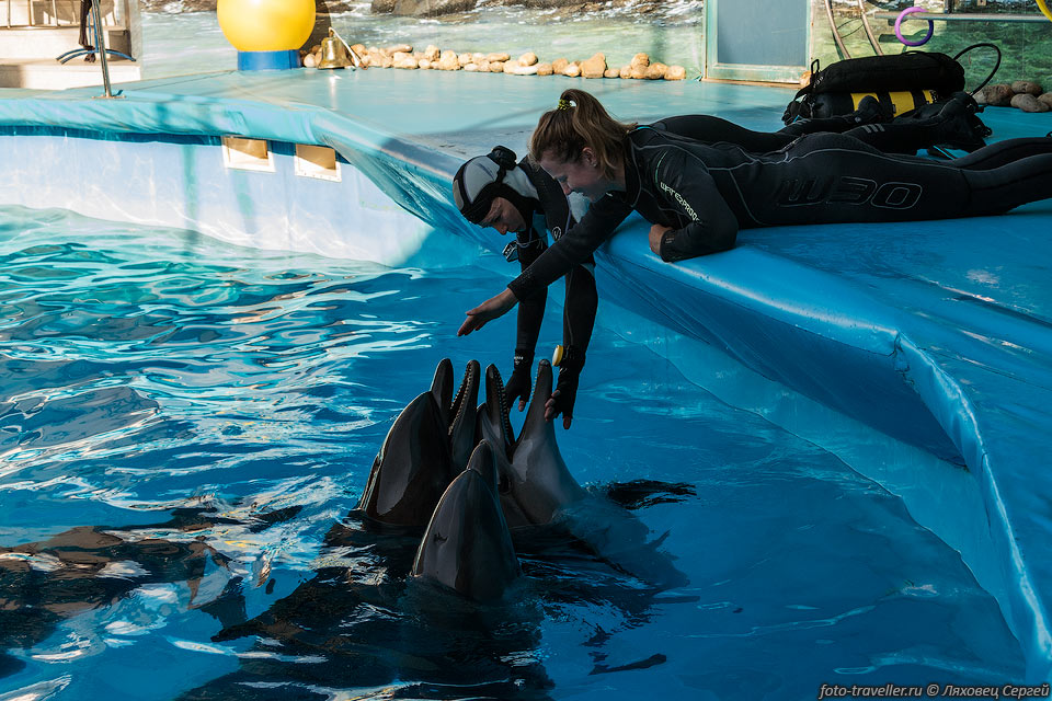 В Дельфинарии Немо, расположенном возле Феодосии, 
можно поплавать и поиграться с дельфинами
