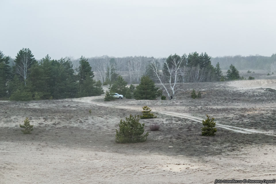 В Харьковской пустыне много деревьев