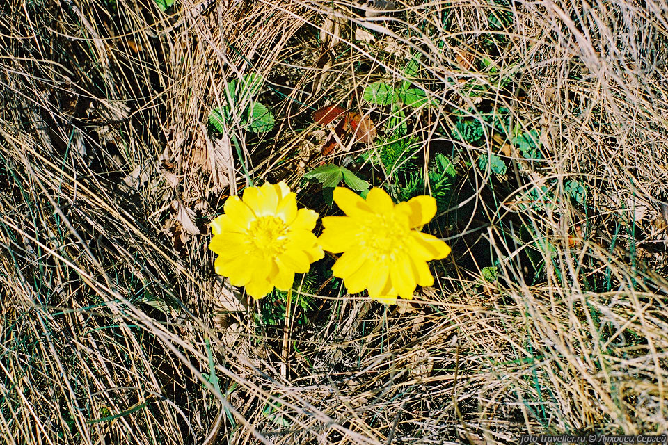 Два цветка