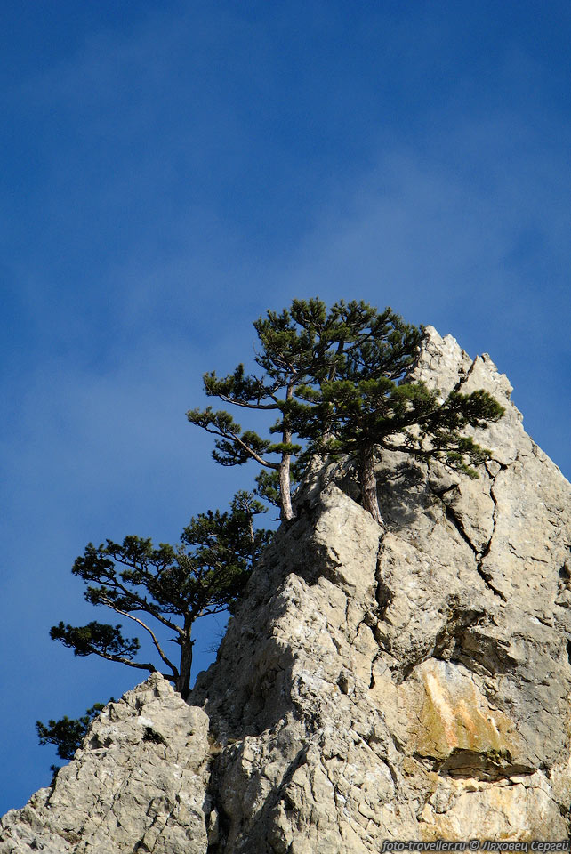 Деревья на скалах
