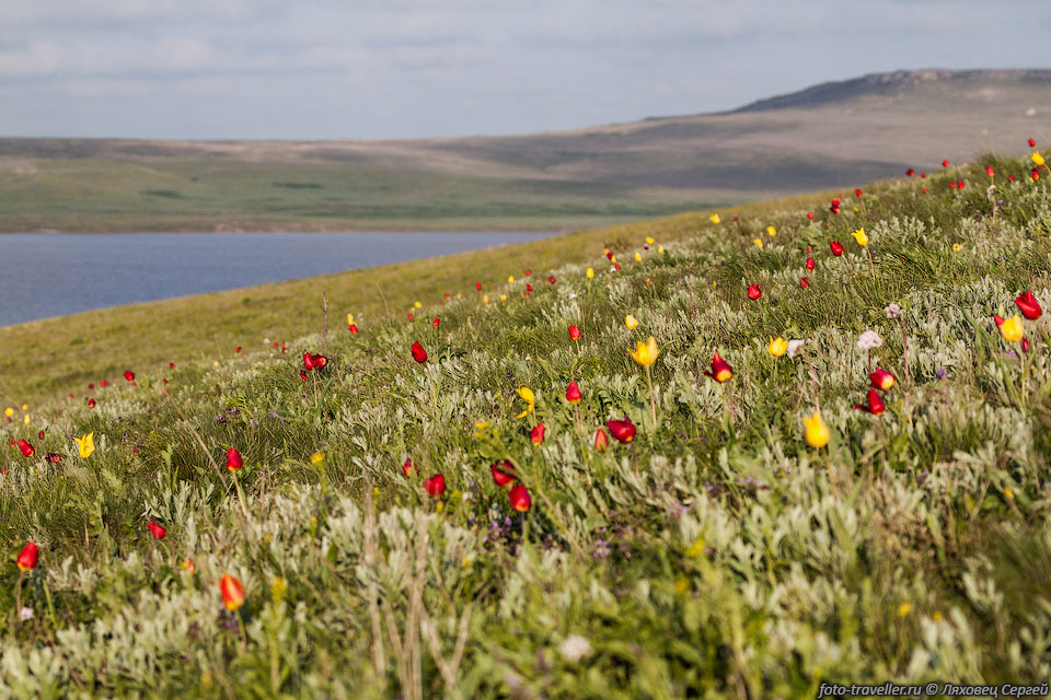 Тюльпан Шренка (Tulipa suaveolens, Tulipa schrenkii) 
в России встречается на юге и юго-востоке европейской части.
Распространён также на юге Украины, в Казахстане, на севере Средней Азии, в Китае 
и Северном Иране.