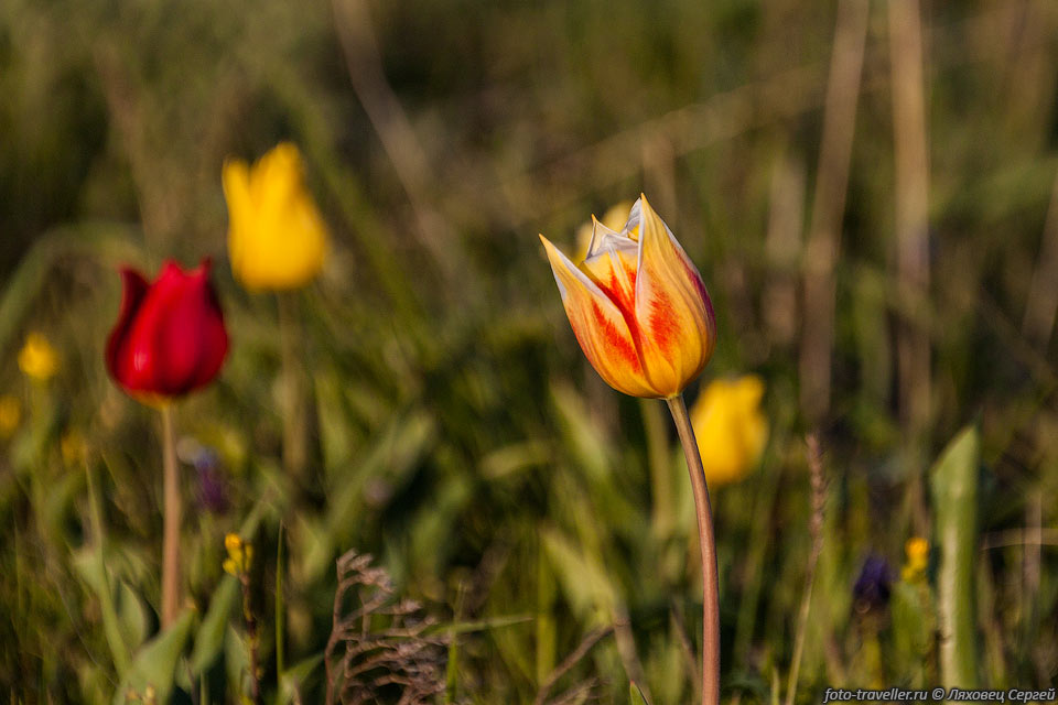 Разноцветный тюльпан Шренка
