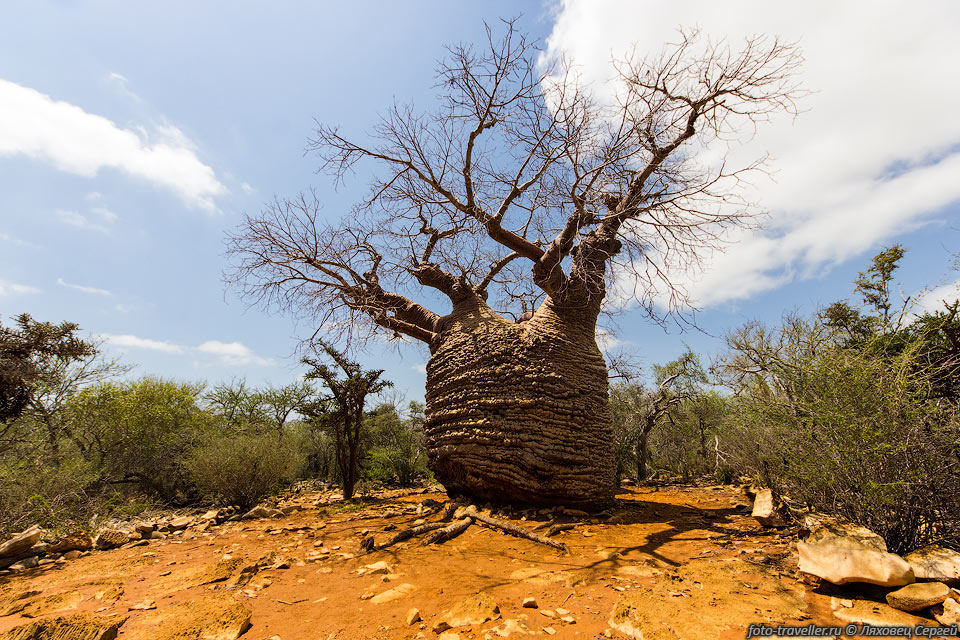 Мать баобабов (Mother Baobab) - очень старый баобаб.
Из-за каменистой поверхности и постоянной засухи он вырос маленький.