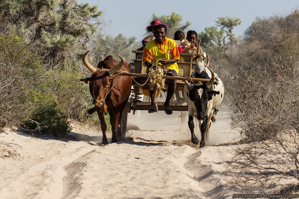 Основной способ передвижения на Мадагаскаре - горбатые коровы 
зебу, запряженные в телеги с деревянными колесами или у тех, кто богаче с колесами 
от машин.
Дальше едем в Анакау. Дорога песчаная колея, в нескольких местах песок плохой - 
можно завязнуть.
