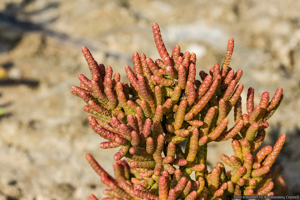 Солерос Перье (Salicornia perrieri) в национальном парке 
Киринди-Митеа
