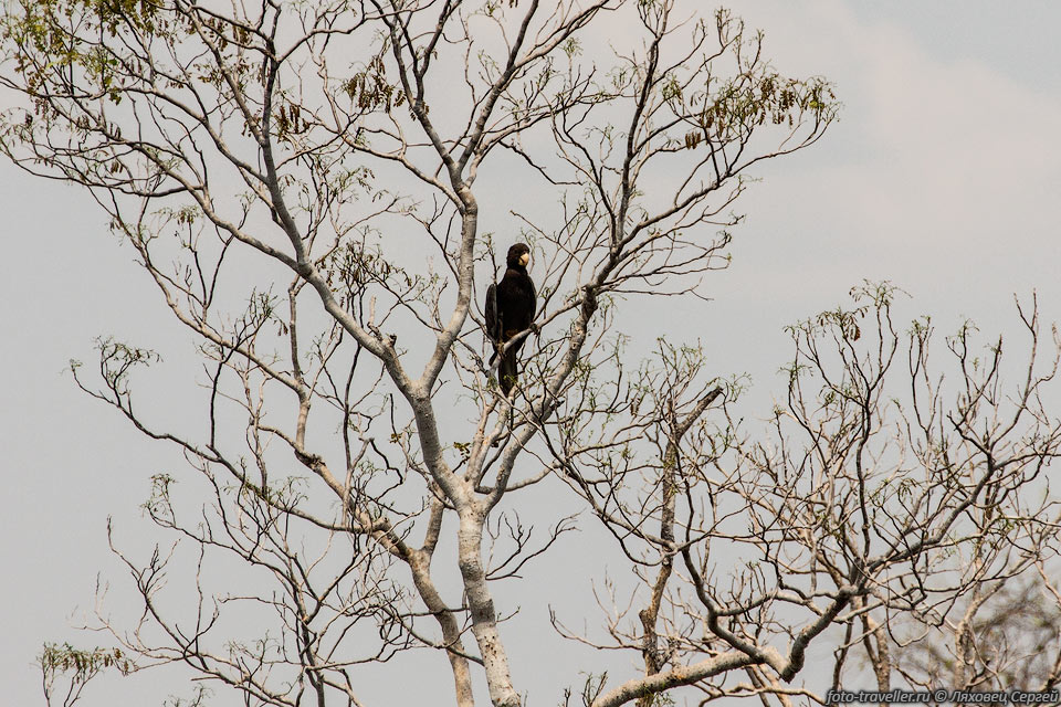 Малый попугай-ваза, чёрный попугай (Coracopsis nigra, Lesser Vasa 
Parrot) - птица семейства попугаевых.
Обитает на Мадагаскаре, Коморских и Сейшельских островах.