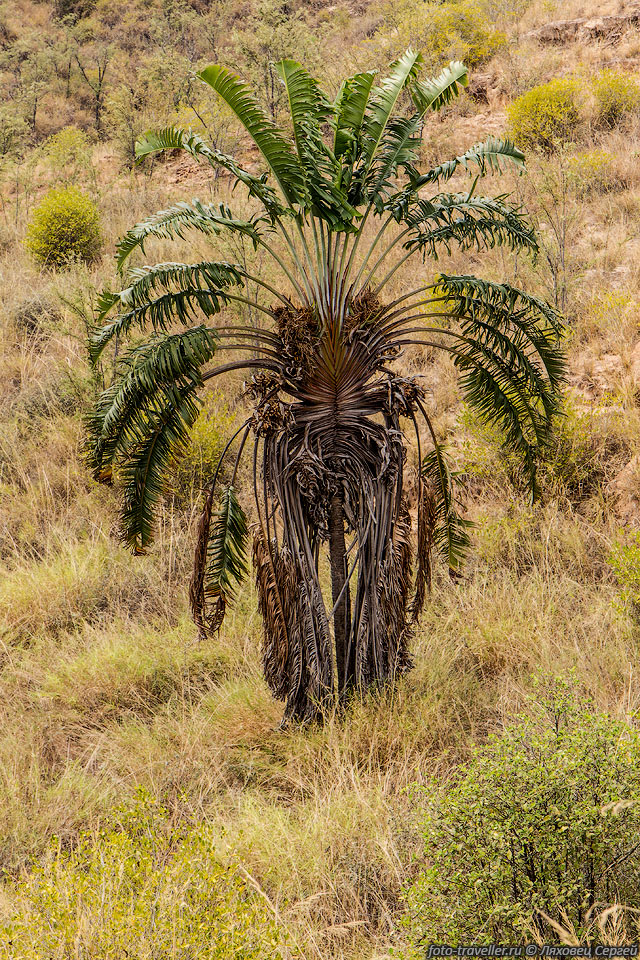 Дерево путешественников (Равенала мадагаскарская, Ravenala madagascariensis).
Произрастало только на Мадагаскаре, но теперь распространено по тропикам всего мира.