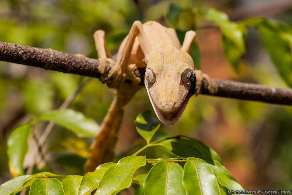Линейчатый плоскохвостый геккон (Uroplatus lineatus) встречается 
на востоке Мадагаскара и на острове Носи Бохара.
Век у них нет, поэтому для очистки и смачивания глаз они используют свой язык.