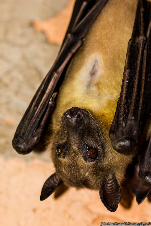 Крылан мадагаскарский (Pteropus rufus, Madagascan flying 
fox, Madagascar flying-fox, Madagascar fruit bat).