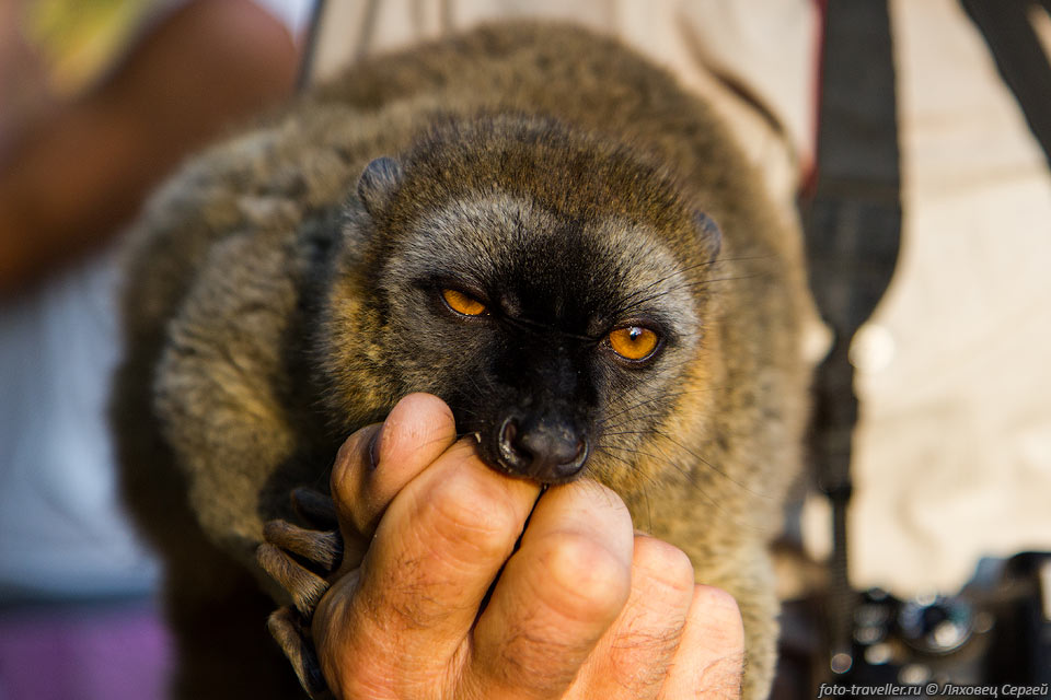 Бурый лемур (Eulemur fulvus, Brown Lemur) пытается достать кусок 
банана из руки.
С собой желательно иметь бананы для кормежки.