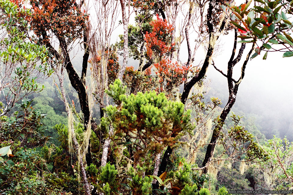 В отличие от соседних индонезийских территорий, где из-за вырубки 
лесов многие виды растительности просто исчезли, 
в штате Сабах пока еще сохранилось достаточное разнообразие растений и животных