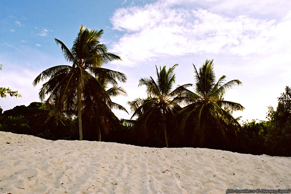 Прибрежные пальмы