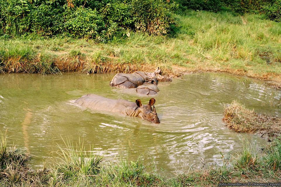 Носороги купаются