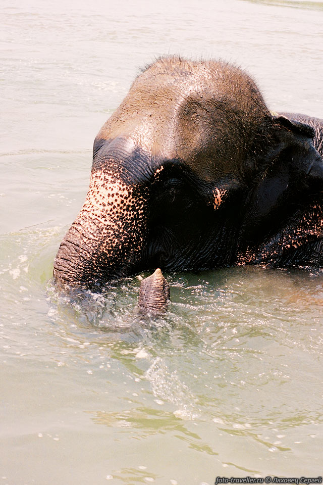 Дышит слон, выставляя кончик хобота из под воды