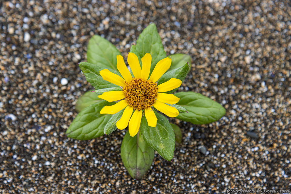 Желтый цветок на побережье Берингового моря.
Крестовник ложноарниковый (Senecio pseudoarnica).
Растёт на приморских песках, галечниках. Морозостоек до -35°C. 
Используется в народной медицине, отваренные листья съедобны.