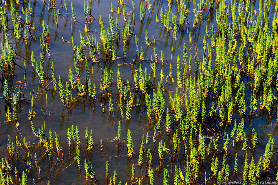 Хвостник обыкновенный, Водяная сосенка (Hippúris vulgáris) - водное 
многолетнее травянистое растение.
Растет в Евразии и Северной Америке.