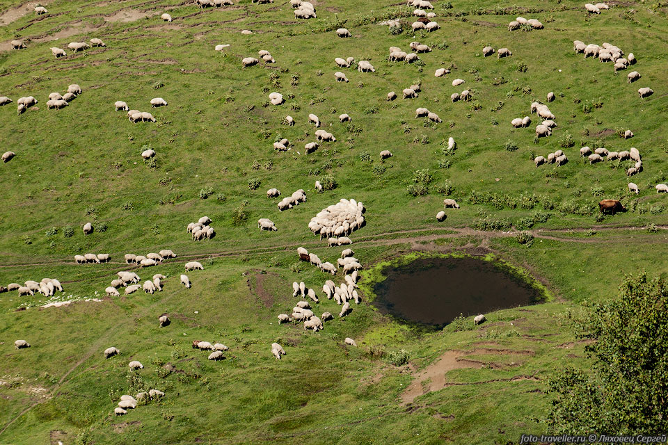 Стадо овец возле одного из мелких озер на хребте Аракмеэр