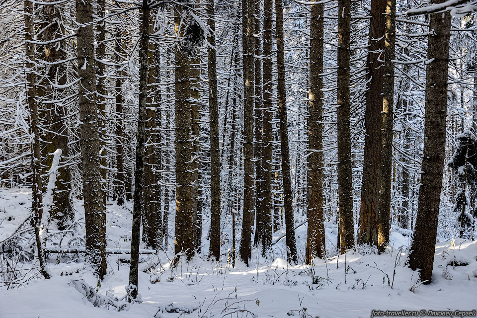Зимний лес в долине реки Теберда