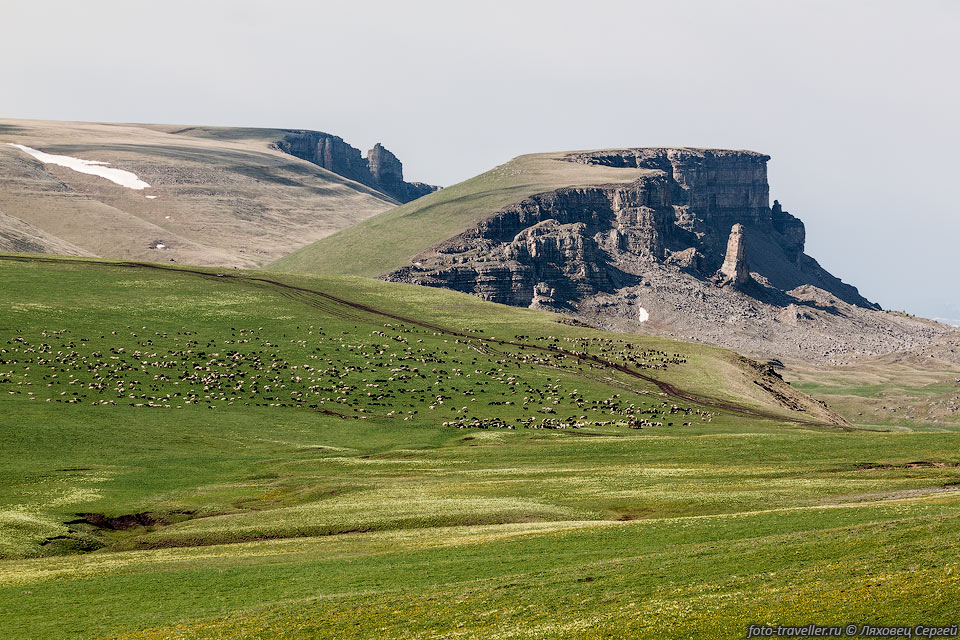 Стадо овец на плато Бермамыт