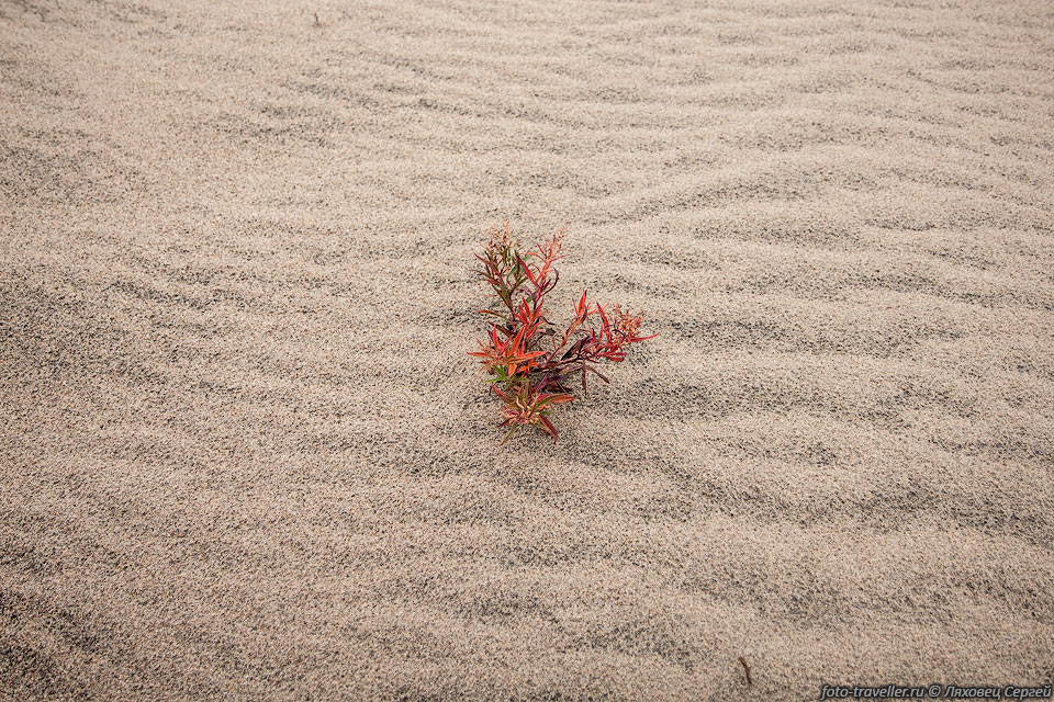 Чарские пески - песчаный массив размером примерно 10 км на 5 км 
расположенный в Каларском районе Забайкальского края.
Расположен в Чарской котловине, возле хребта Кодар.