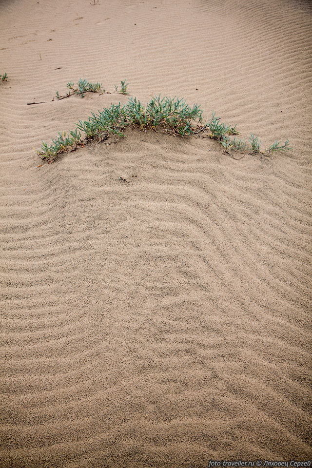 Чарские пески - самая северная пустыня, если этот массив можно 
так назвать