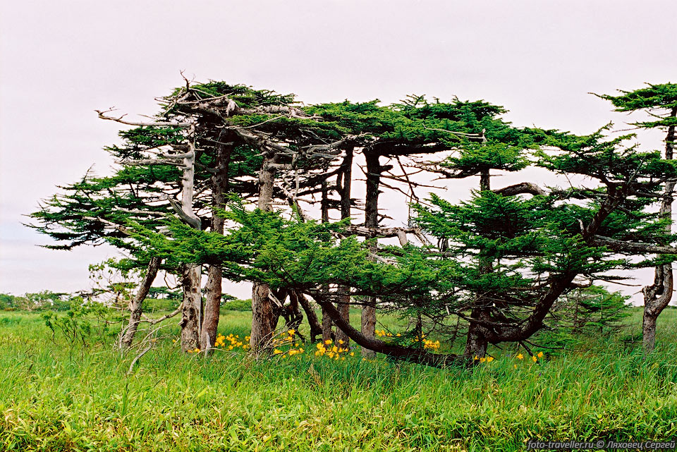 Лиственница растет в различных частях острова Итуруп