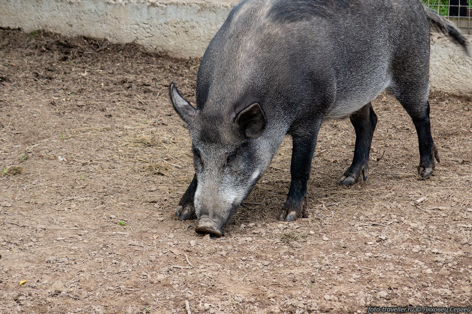 Кабан (Sus scrofa), вепрь, дикая свинья - является предком домашней 
свиньи.