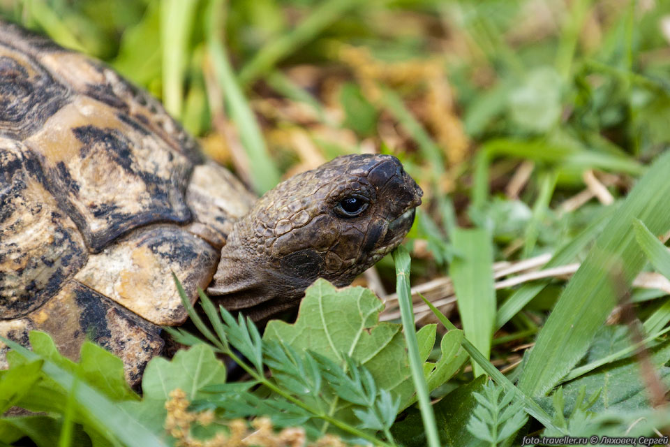 Челюсти черепахи лишены зубов и покрыты роговыми пластинками в 
виде клюва