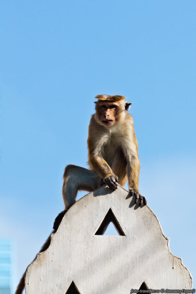 Храмовая обезьяна