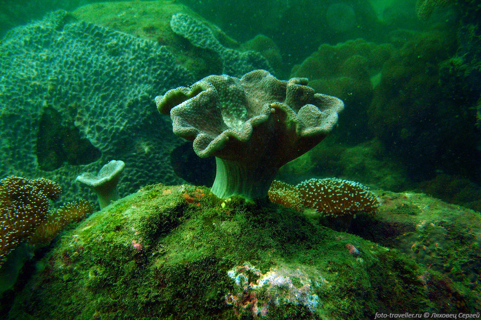 Картинки по запросу подводные грибы
