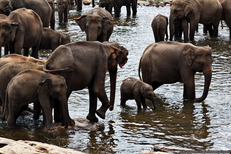Индийские слоны - травоядные и тратят до 20 часов в день на поиски 
пищи и кормление.