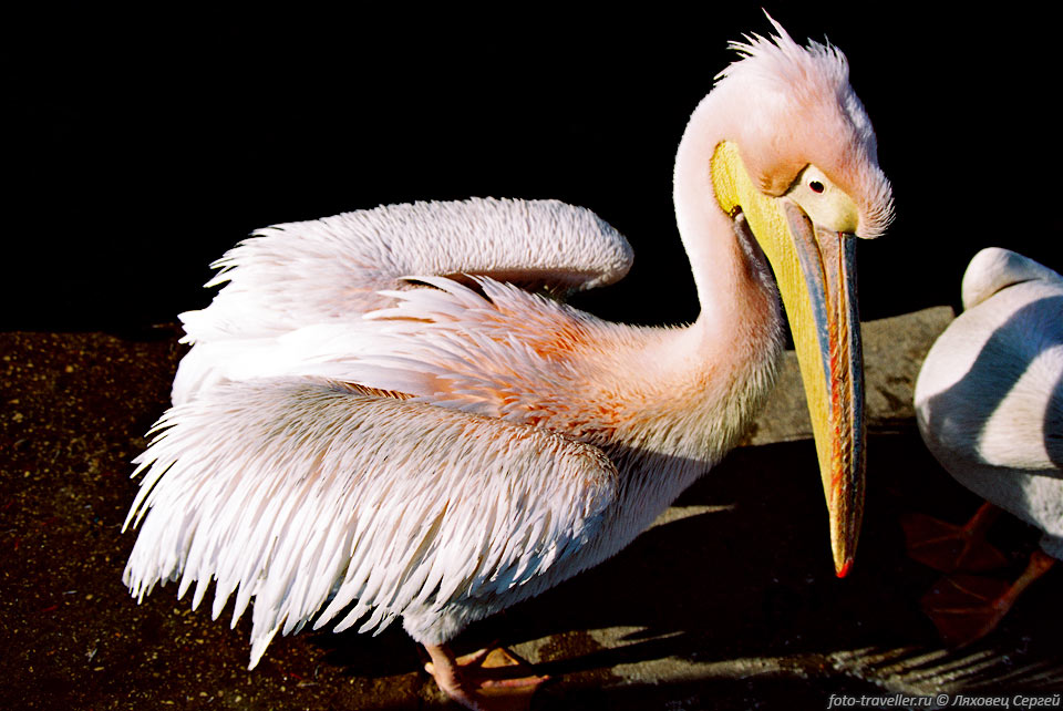 Пеликан Розовый (Pelecanus onocrotalus) крупная птица, весит 
10-11 кг. Оперение взрослой птицы белое с бледно-розовым оттенком. На голове розового 
пеликана имеется хохол из удлиненных заостренных перьев. Пеликаны питаются рыбой, 
ловят ее погружая под воду шею или переднюю часть туловища.
