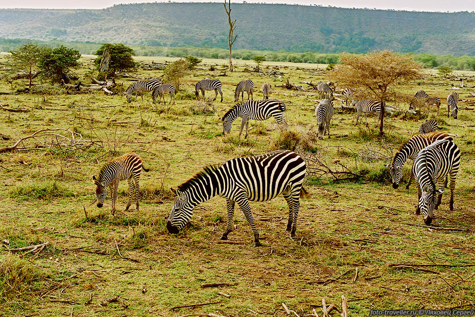 Саванные зебры живут постоянными семейными табунами, в которых 
бывает не больше 9-10 голов.