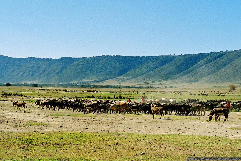 Когда-то вся эта область была частью теперешнего Национального 
парка Серенгети, однако как резерват она выполняет две основные задачи - сохранение 
естественных ресурсов региона, а также защита интересов и традиционного образа жизни 
местного племени масаи, которое по-прежнему пасет здесь стада крупного рогатого 
скота, овец и коз.