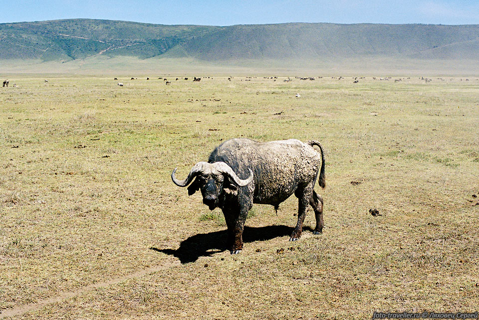 БУЙВОЛ АФРИКАНСКИЙ (African Buffalo, Syncerus caffer).