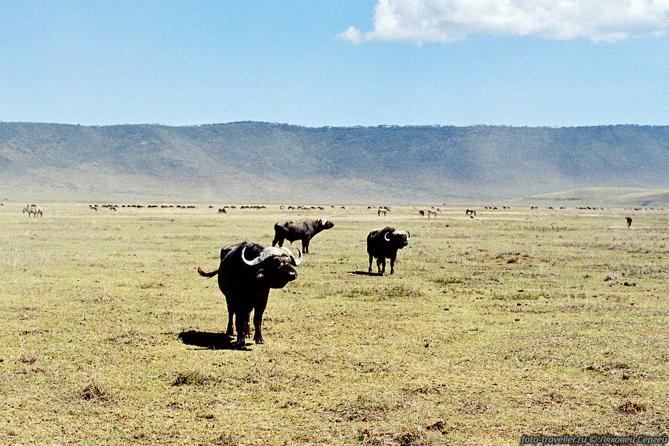 Старые сильные быки часто держатся в одиночку или парами.