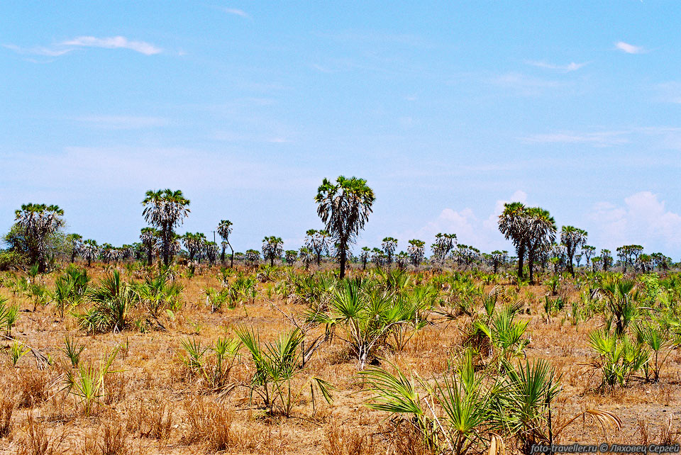Пальмовое редколесье