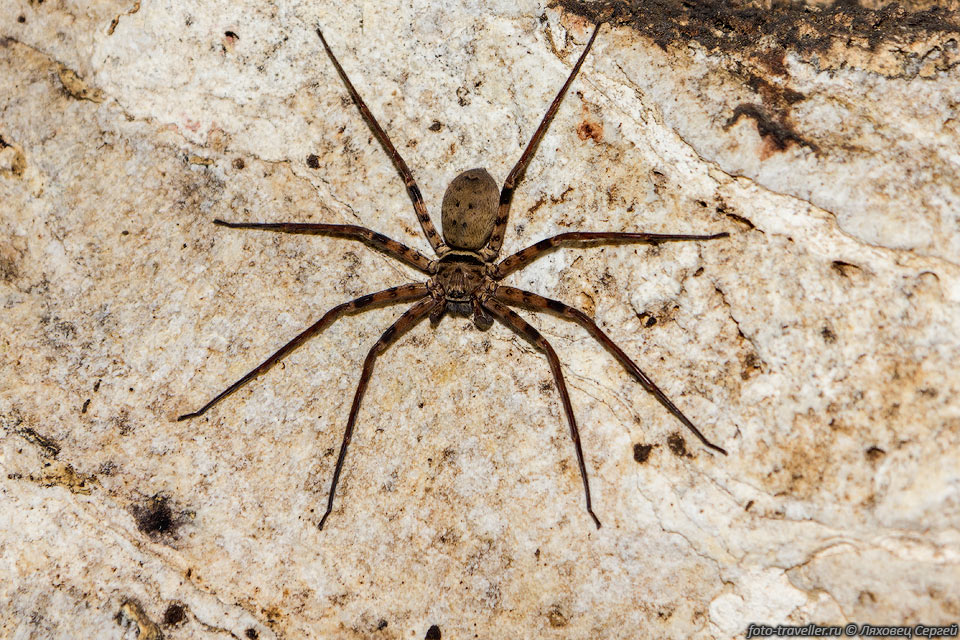 Огромный паук в пещере Тхам Лот