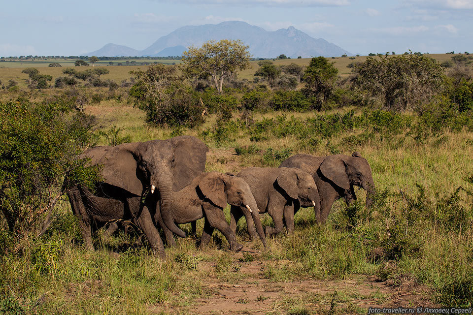 Длина тела саванного слона достигает 6-7,5 м, высота 3-3,8 м.
Средняя масса тела у самок 5 тонн, самцов 7 тонн.