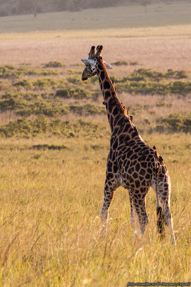 Жираф (Giraffa camelopardalis) - самое высокое наземное животное.
Самцы достигают высоты до 5,5-6,1 м и весят до 900-1200 кг.