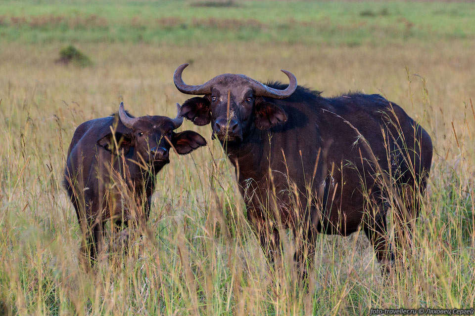 Вес взрослых самцов буйвола крупных подвидов иногда доходит до 
900-1000 кг.
Высота в холке у взрослых самцов - до 1,8 м, при длине тела 3-3,4 м.