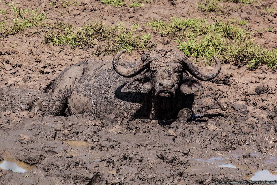 Спасаясь от паразитов, буйволы валяются в грязи, но это не всегда 
помогает.