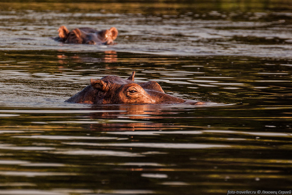 Обыкновенный бегемот, гиппопотам (Hippopotamus amphibius) ведет 
полуводный образ жизни.
Большую часть времени бегемот проводит в воде, выходя на сушу лишь ночью на несколько 
часов для щипания травы.