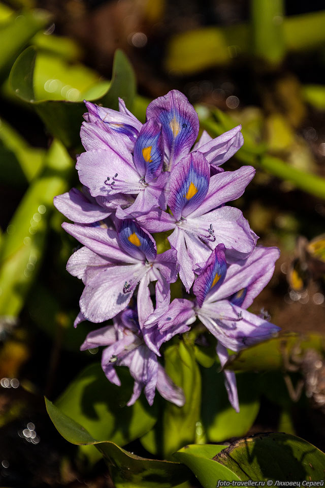 Водяной гиацинт, Эйхорния отличная, Эйхорния красивейшая, Эйхорния 
толстоножковая (Eichhornia crassipes, Water hyacinth).
В стебле есть воздушная камера, благодаря которой растение держится на плаву.

Водяной гиацинт очень быстро растет, чем создает крупные проблемы судоходству.