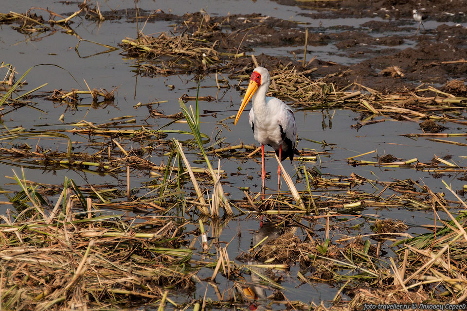 Африканский клювач (Mycteria ibis, Yellow-billed stork) имеет 
заметный клюв.
Клювачи ищут в мелководных и болотистых водоёмах рыбу, которую они подкарауливают 
неподвижно опущенным в воду клювом.