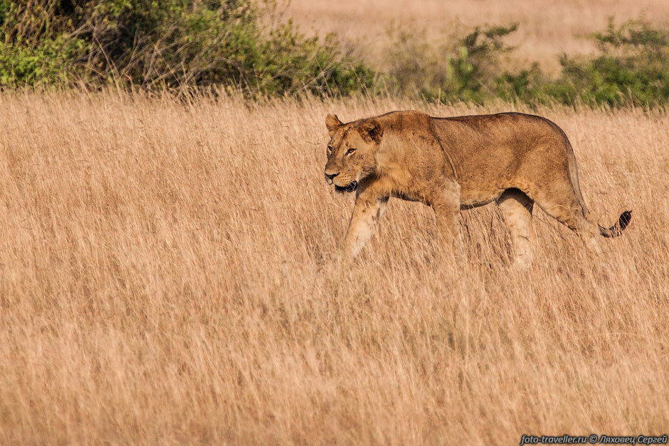 Львы способны спариваться с тиграми, при этом возникают гибриды 
- лигры и тигрольвы.
При скрещивании льва с леопардом возникают леопоны, гибрид льва и ягуара называется 
ягулев.