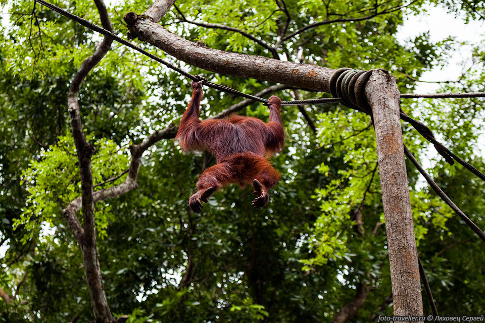 Орангутаны (Орангутанг, Pongo) наиболее близки к человеку по своему 
генетическому коду
