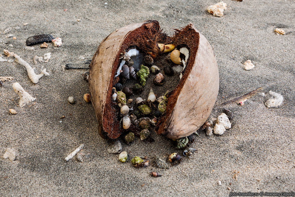 Рачки-отшельники едят кокос.