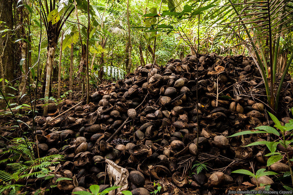 Отходы кокосового производства