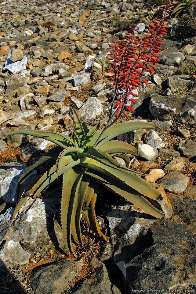Сокотранское алоэ (Aloe perryi) используется многими поколениями 
жителей острова.
